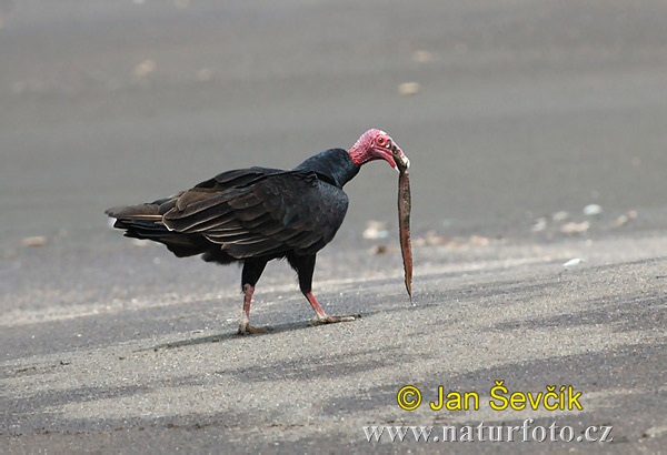 Kondor morkovitý (Cathartes aura)