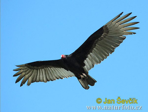 Kondor morkovitý (Cathartes aura)