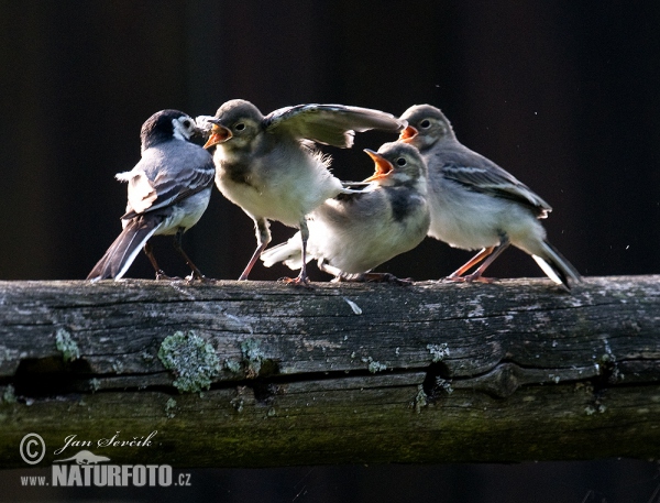 Konipas bílý (Motacilla alba)