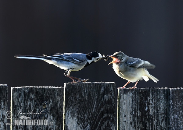 Konipas bílý (Motacilla alba)