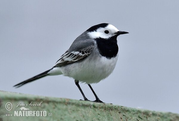 Konipas bílý (Motacilla alba)