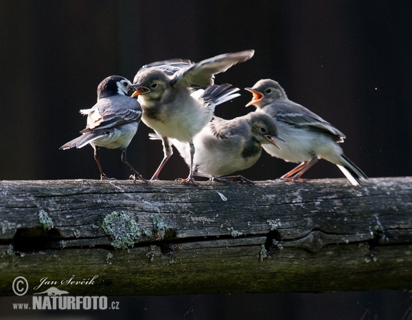 Konipas bílý (Motacilla alba)