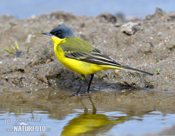 Konipas luční (Motacilla flava)