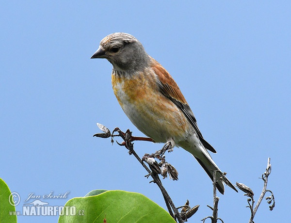 Konopka obecná (Carduelis cannabina)