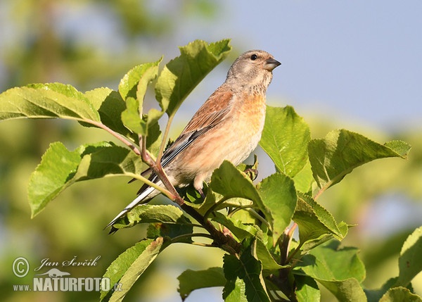 Konopka obecná (Carduelis cannabina)