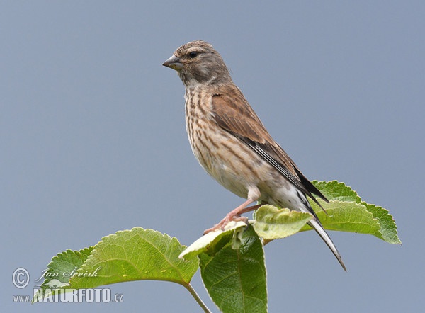 Konopka obecná (Carduelis cannabina)