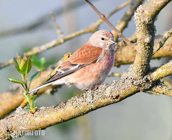 Konopka obecná (Carduelis cannabina)