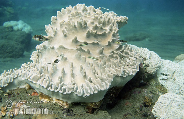 Korál (Porites sp.)