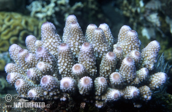 Korál (Acropora humilis)