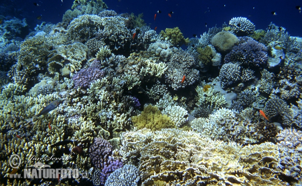 Korálový útes (Coral)