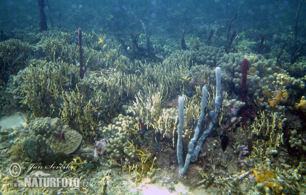 Korálový útes (Coral)