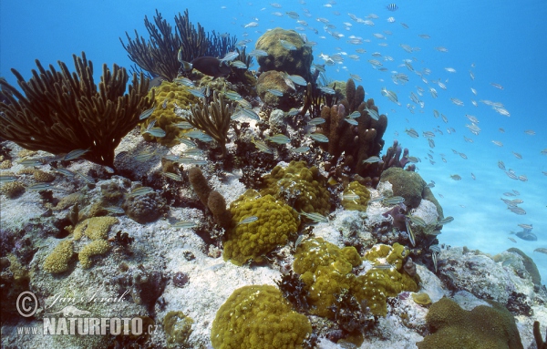 Korálový útes (Coral)