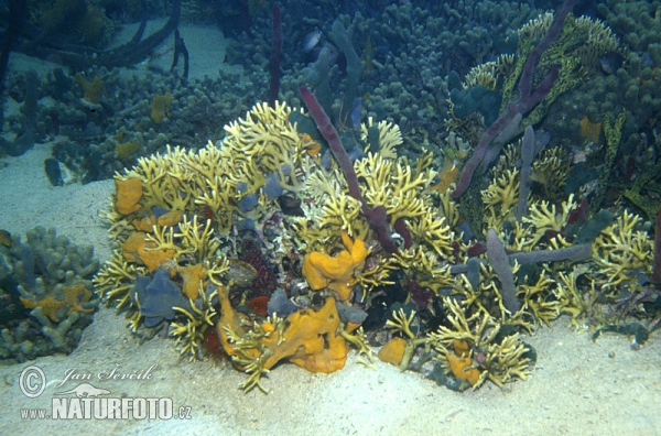 Korálový útes (Coral)