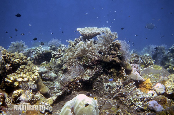 Korálový útes (Coral)