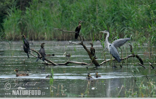 Kormorán malý (Phalacrocorax pygmaeus)