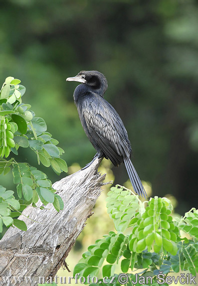 Kormorán močiarny (Phalacrocorax niger)