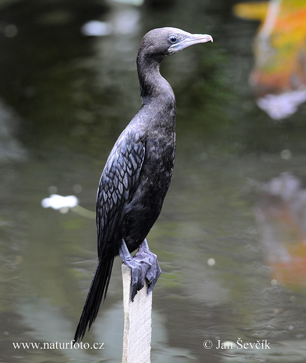 Kormorán močiarny (Phalacrocorax niger)