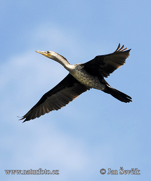 Kormorán olivový (Phalacrocorax brasilianus)