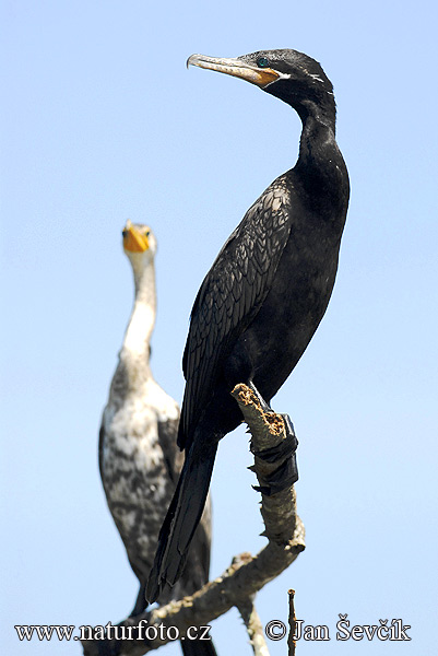 Kormorán olivový (Phalacrocorax brasilianus)