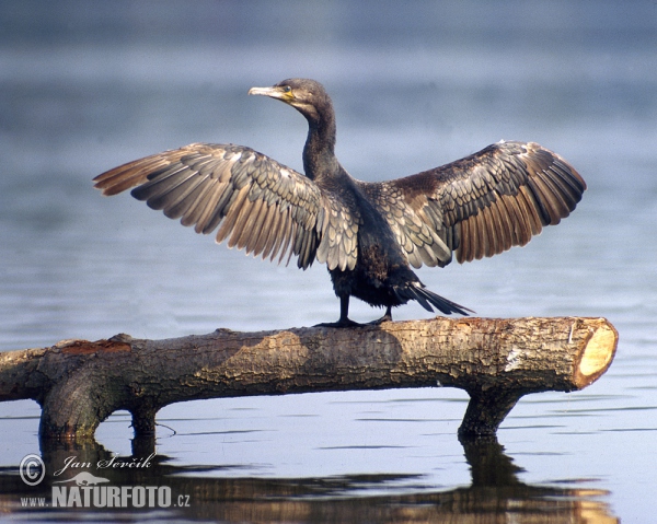 Kormorán velký (Phalacrocorax carbo)