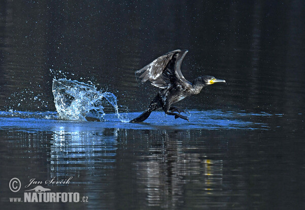 Kormorán veľký (Phalacrocorax carbo)