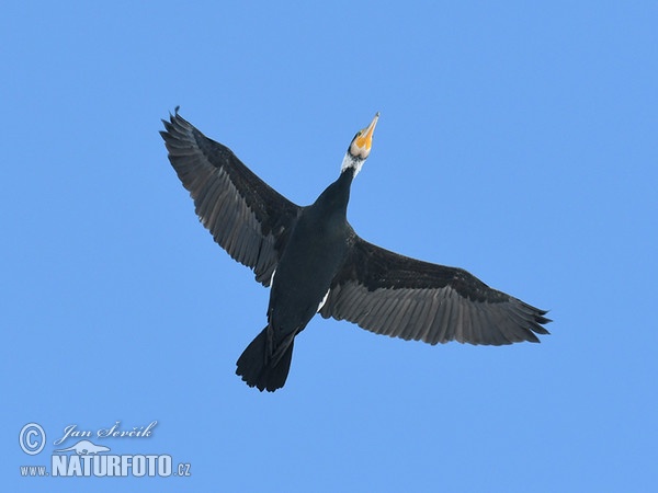 Kormorán veľký (Phalacrocorax carbo)