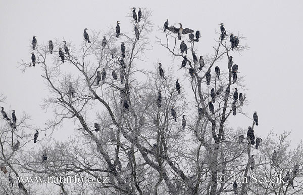 Kormorán veľký (Phalacrocorax carbo)