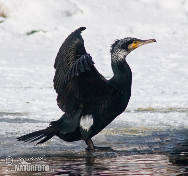 Kormorán velký (Phalacrocorax carbo)