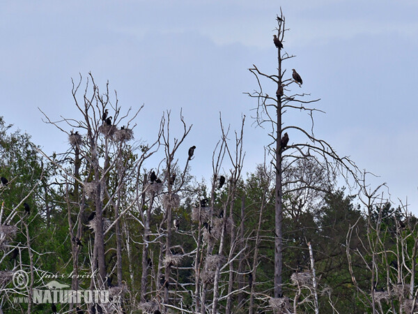 Kormorán veľký (Phalacrocorax carbo, H.albicilla)