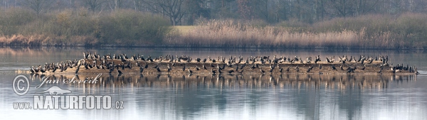 Kormorán veľký (Phalacrocorax carbo)