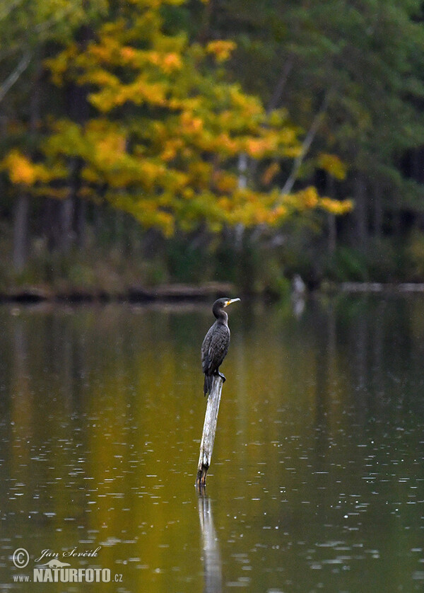 Kormorán velký (Phalacrocorax carbo)