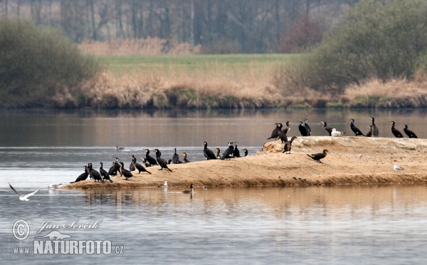 Kormorán veľký (Phalacrocorax carbo)