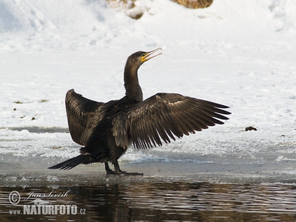 Kormorán veľký (Phalacrocorax carbo)