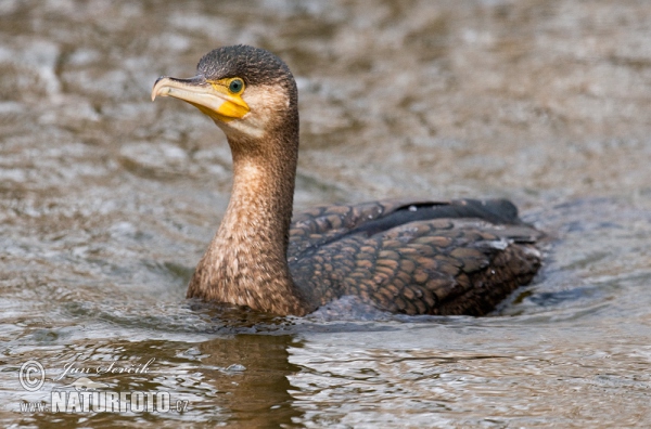 Kormorán veľký (Phalacrocorax carbo)