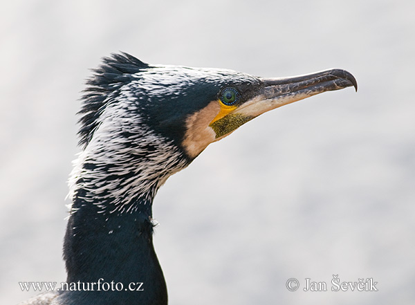 Kormorán veľký (Phalacrocorax carbo)