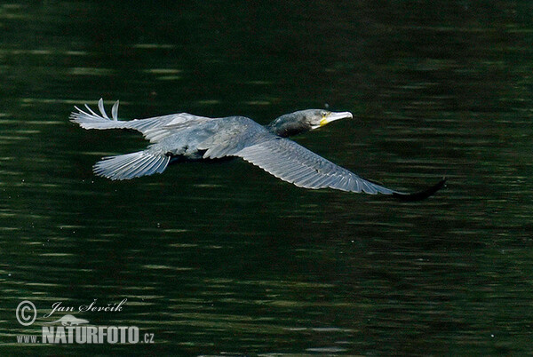 Kormorán velký (Phalacrocorax carbo)