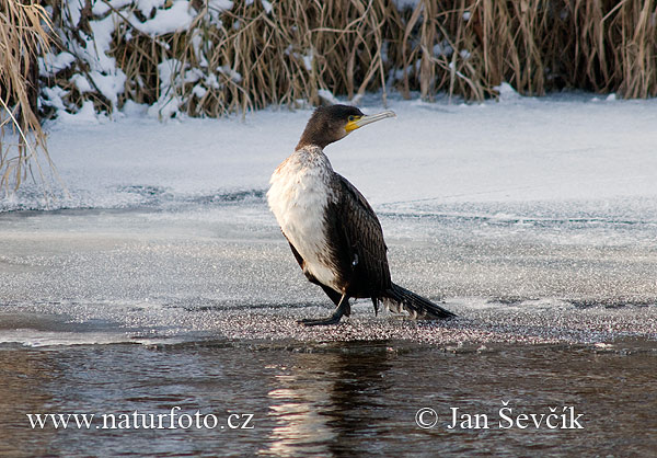 Kormorán veľký (Phalacrocorax carbo)