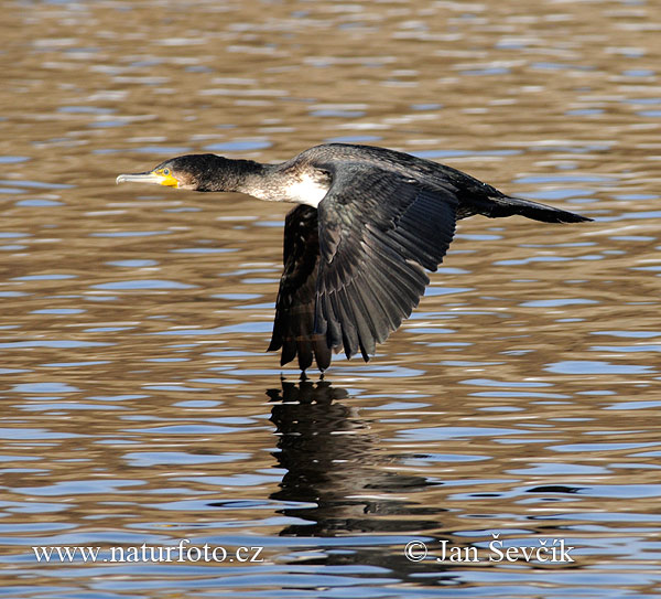 Kormorán veľký (Phalacrocorax carbo)