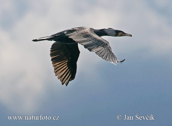 Kormorán veľký (Phalacrocorax carbo)