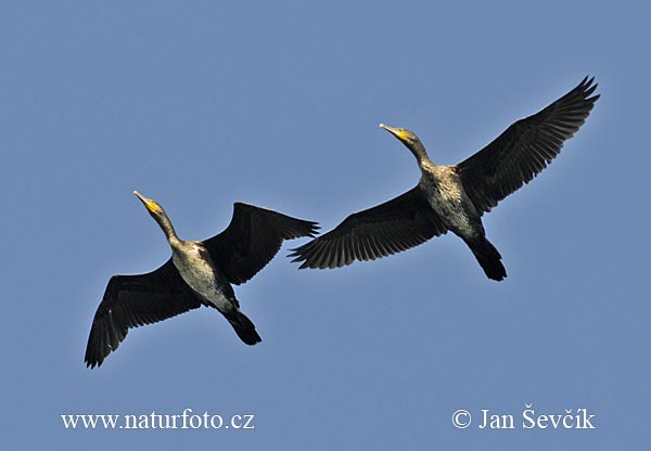 Kormorán veľký (Phalacrocorax carbo)