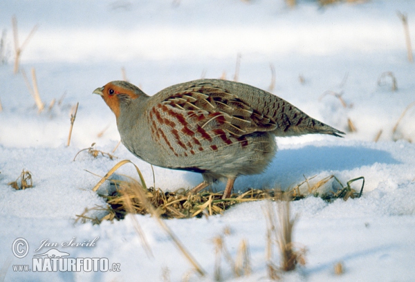 Koroptev polní (Perdix perdix)