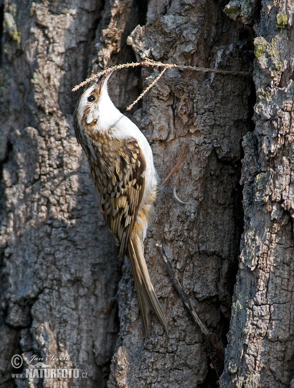 Kôrovník dlhoprstý (Certhia familiaris)