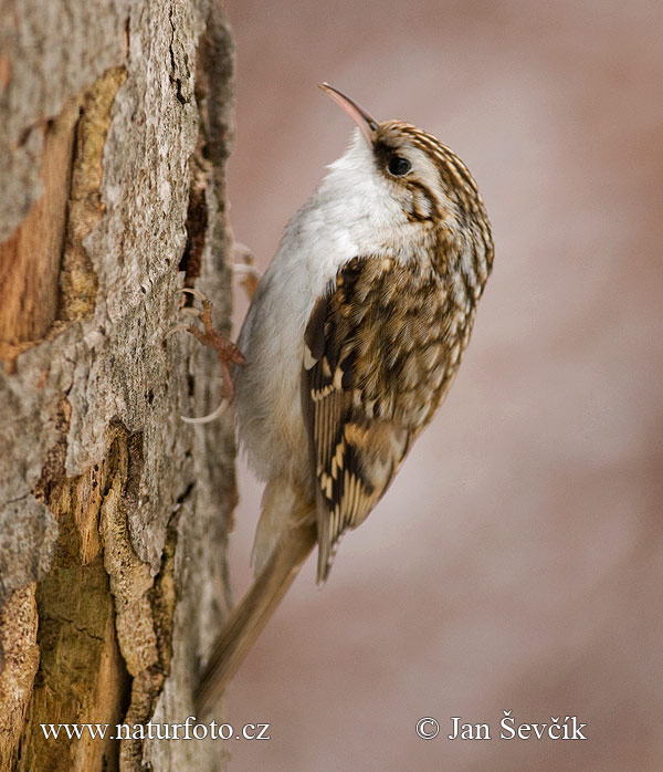 Kôrovník dlhoprstý (Certhia familiaris)