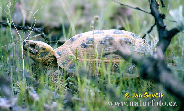 Korytnačka stepná (Testudo horsfieldii)