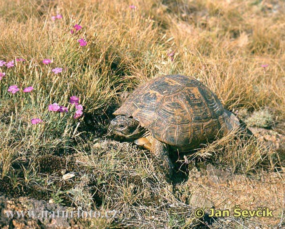 Korytnačka žltohnedá (Testudo graeca)