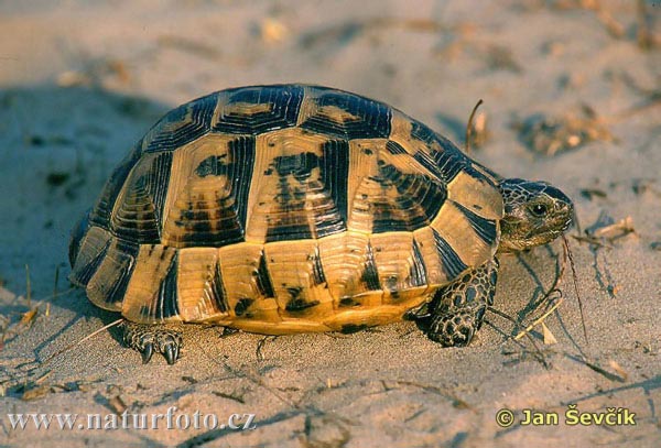 Korytnačka žltohnedá (Testudo graeca)