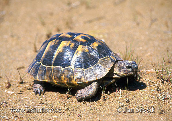 Korytnačka žltohnedá (Testudo graeca)