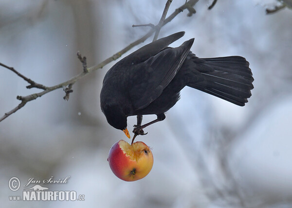 Kos černý (Turdus merula)