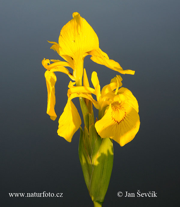 Kosatec žltý (Iris pseudacorus)