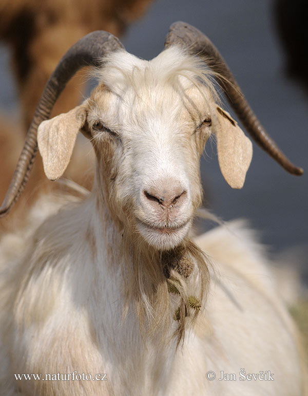 Koza domáca (Capra aegagrus hircus)